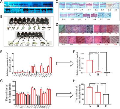 Skin-specific transgenic overexpression of ovine β-catenin in mice